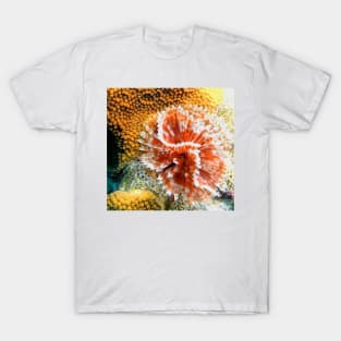 Red and White Feather Duster Coral Worm T-Shirt